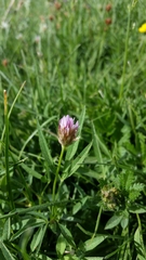Trifolium longipes