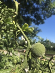 Citrus trifoliata