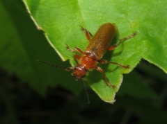 Cantharis pallida