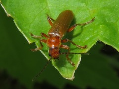 Cantharis pallida