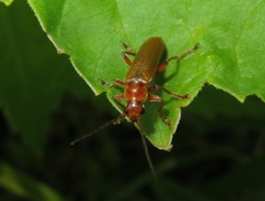 Cantharis pallida