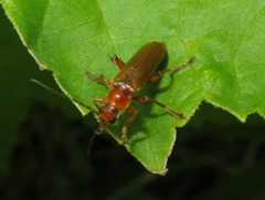 Cantharis pallida