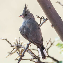 Grey-Crested Finch photo 2