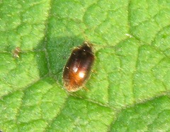 Contacyphon coarctatus
