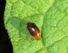 Contacyphon coarctatus