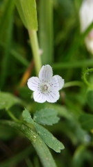 Nemophila pedunculata