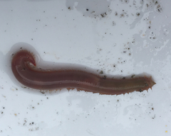 Glyceridae