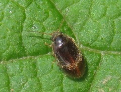 Contacyphon coarctatus