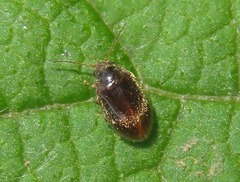 Contacyphon coarctatus