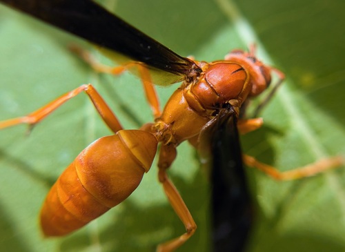 Fine-backed Red Paper Wasp photo 6