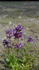 Penstemon heterodoxus heterodoxus