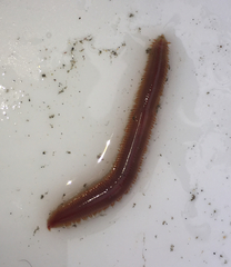 Glyceridae