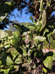 Acanthocephala declivis
