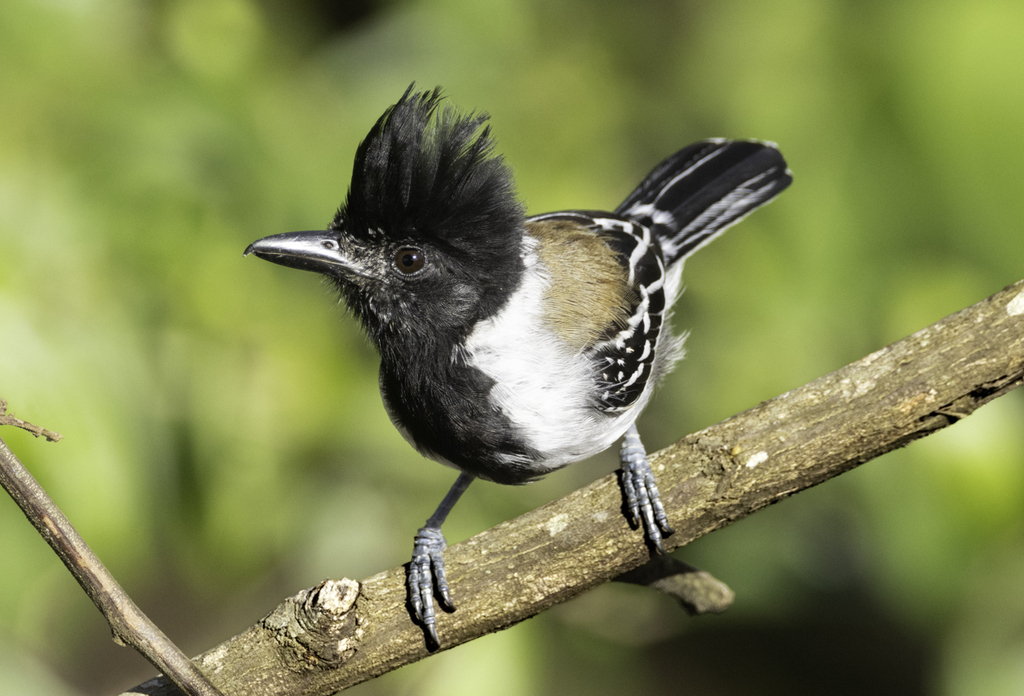 Black-Crested Antshrike