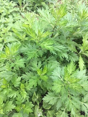 Artemisia vulgaris