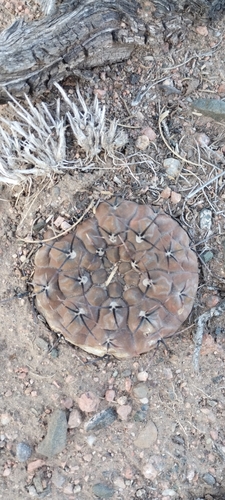 Gymnocalycium striglianum
