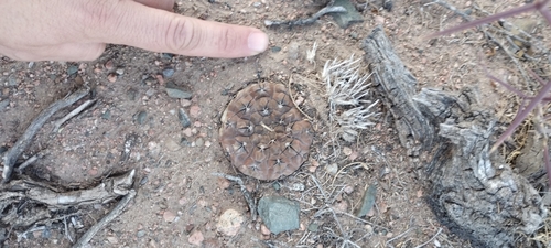 Gymnocalycium striglianum