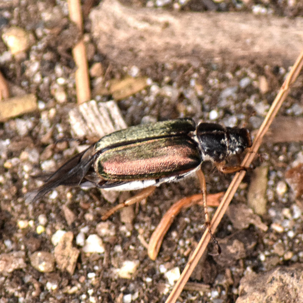 Dichelonyx vicinus