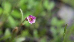 Erythranthe breweri
