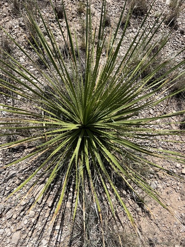Image of Dasylirion leiophyllum by (c) Jackson Irvin, some rights reserved (CC BY)