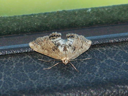 Cataclysta lemnata