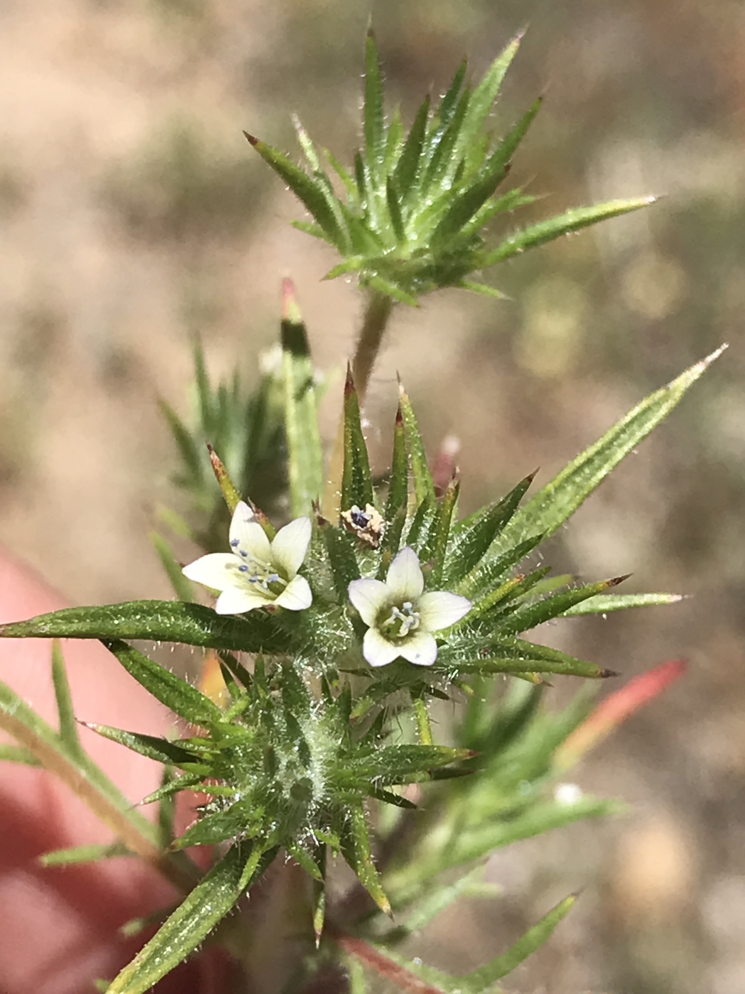 Navarretia peninsularis