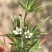 Baja Navarretia - Photo (c) Sula Vanderplank, some rights reserved (CC BY), uploaded by Sula Vanderplank