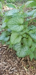 Brunnera macrophylla