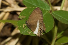 Splendeuptychia ashna