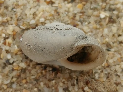 Micrarionta sodalis