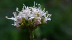 Valeriana californica