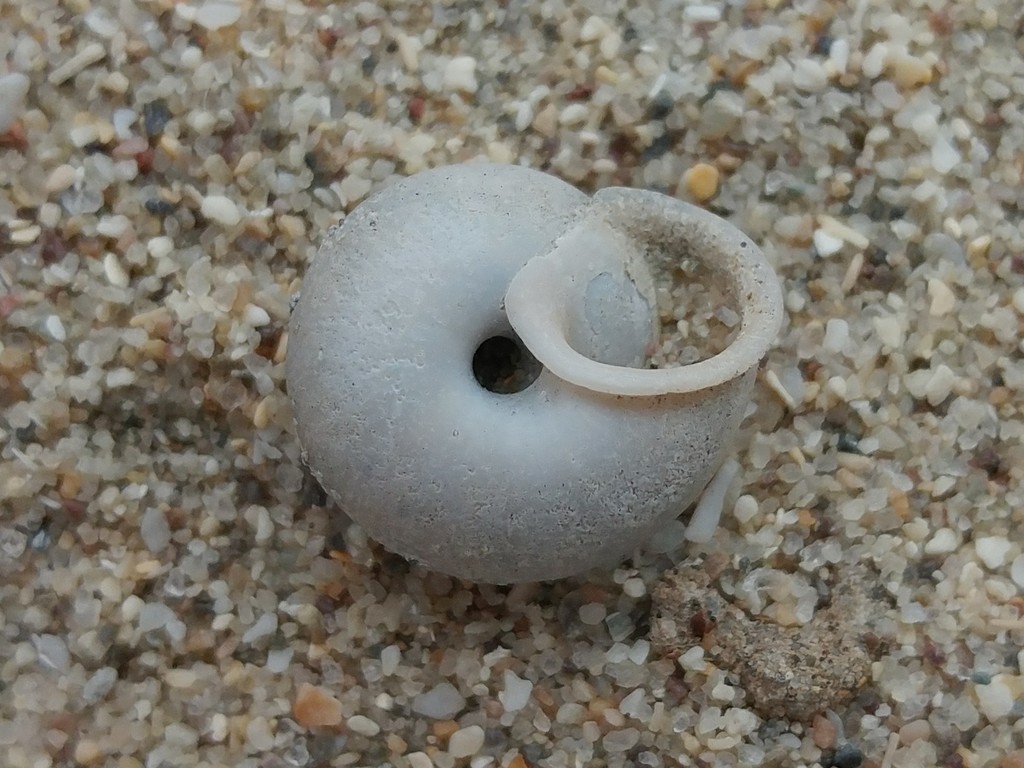 Fraternal Snail