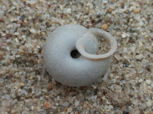 Fraternal Snail