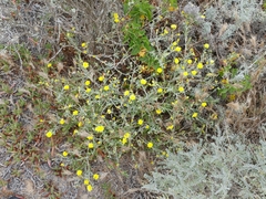Malacothrix incana × foliosa