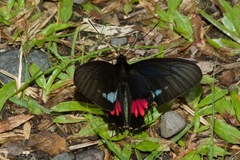 Parides lysander brissonius