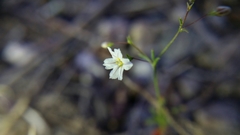 Eriogonum spergulinum