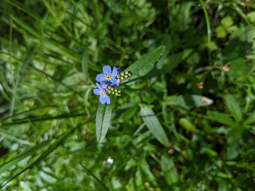 Myosotis scorpioides iNat (2)
