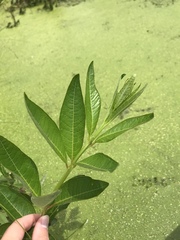 Decodon verticillatus