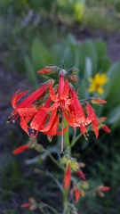 Ipomopsis aggregata formosissima