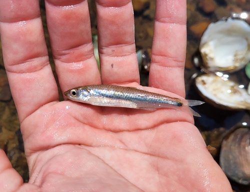 Silverstripe shiner (Notropis stilbius) — Cyprinidae — 2