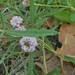 Phyla cuneifolia - Photo (c) ellen hildebrandt, algunos derechos reservados (CC BY-NC), uploaded by ellen hildebrandt