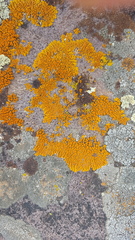 Xanthomendoza trachyphylla