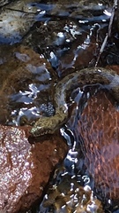 Thamnophis rufipunctatus