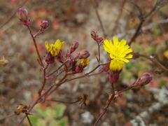 Malacothrix foliosa polycephala