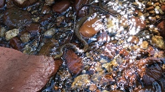 Thamnophis rufipunctatus