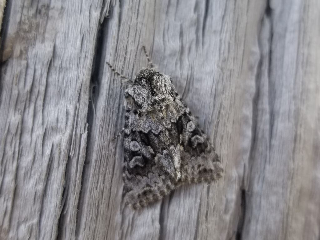 Sutrina Moth