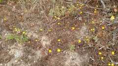 Malacothrix foliosa polycephala