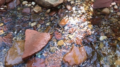 Thamnophis rufipunctatus