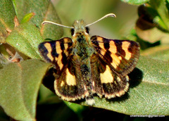 Carterocephalus avanti
