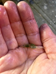 Palaemon kadiakensis